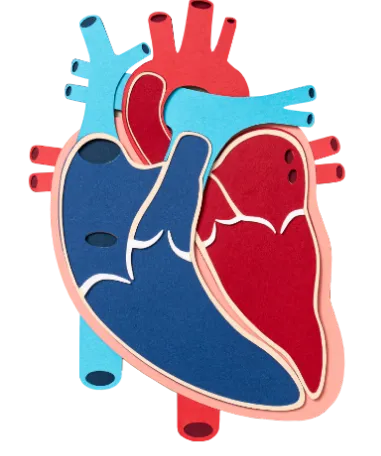 Illustration of a heart and its valves