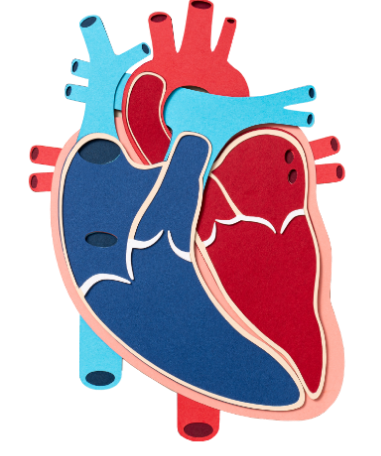 Illustration of a heart and its valves